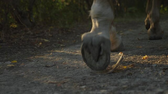 close up of horse hooves walking on the ground