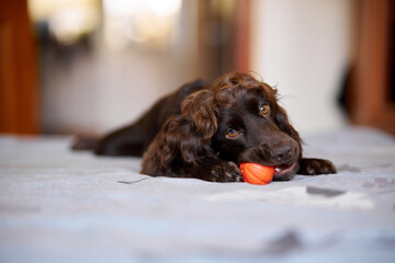 Young dark brown English Cocker Spaniel, close-up portrait. Young dark brown English Cocker Spaniel...