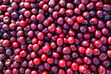 Cherry with drops water, background, texture. Lots of cherries on sunset. Cherry background. Beautiful Red berries background. Delicious Cherry berry background. Bunch of red cherries in bright light