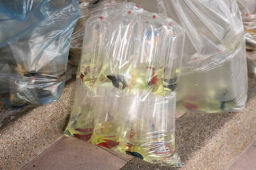 Siamese fighting fish are packed in plastic bags for sale in pet market.