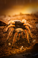 Araignée tarentule mygale poilue