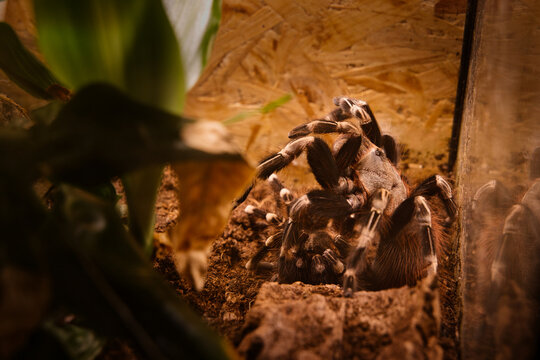 Reproduction accouplement d'araign&eacute;e mygale
