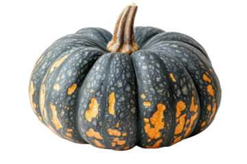 Unique gray pumpkin with orange spots displayed on a white background for autumn decoration