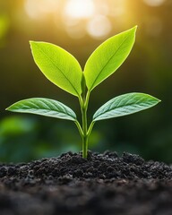 Young green plant sprouting from rich soil, symbolizing growth and renewal in nature.