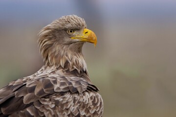 Majestic Eagle Close-Up