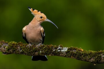 Hoopoe bird on a mossy branch