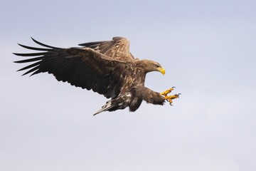 Majestic Eagle in Flight