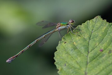 Green damselfly perched on a leaf