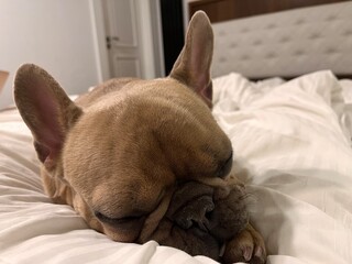 french bulldog sleeping on bed