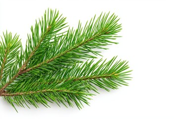 Green pine branch on a white isolated background.