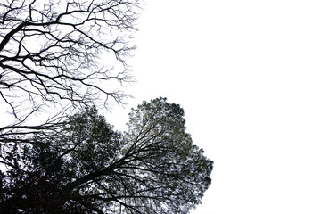 冬の木・山の切り抜き