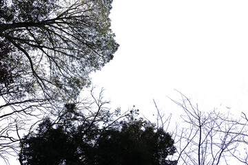 冬の木・山の切り抜き