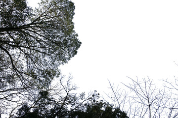 冬の木・山の切り抜き