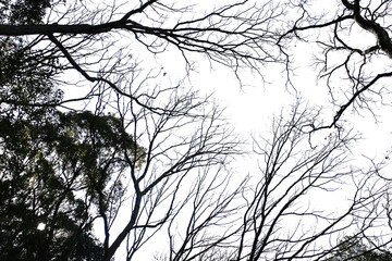 冬の木・山の切り抜き