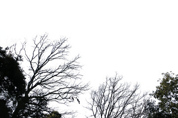 冬の木・山の切り抜き