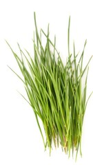 Fototapeta premium Fresh green grass isolated on a clean white background, nature