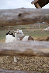 sheep in the farm
