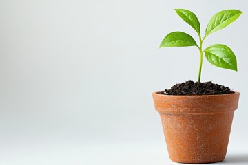 Small green plant growing in a terracotta pot on a white isolated background.