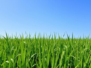 Obraz premium Green field with vibrant grass under clear blue sky, environment