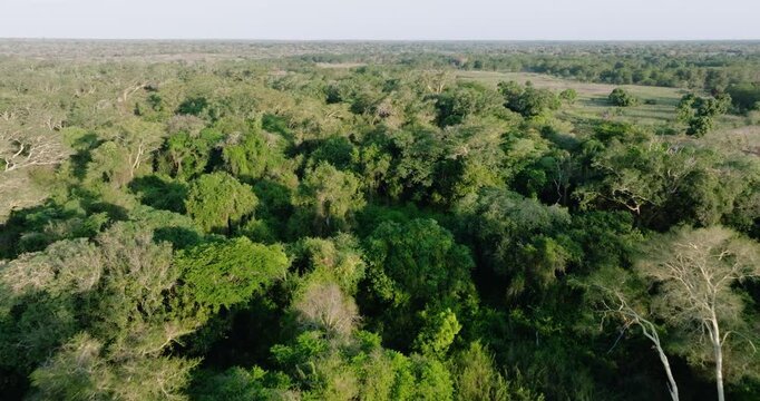 Aerial close-up fly over view. Beautiful tropical forest undergoing deforestation for subsistence farming on the banks of the Phongolo river,  boundary of Ndumo Game Reserve  
