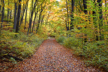 A quiet, winding road cuts through a forest bathed in golden autumn colors, with fallen golden leaves.