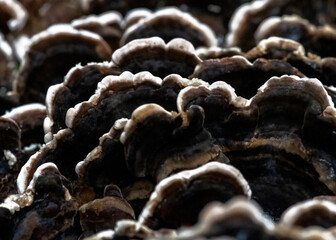 Coriolus Versicolor Close-up