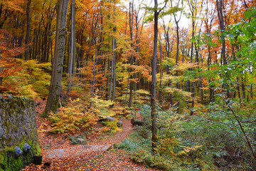 Fototapeta premium A quiet, winding road cuts through a forest bathed in golden autumn colors, with fallen golden leaves.