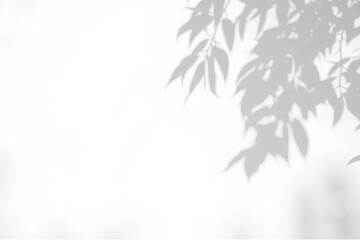 blank wall with shadows of branches and leaves on it