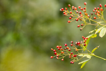 bright red berries, ripe rose hips on a branch, rose hips, red ripe fruits in fall, fall fruits, harvest in fall, green background