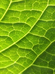 green leaf texture