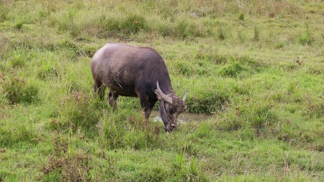 Water buffaloes are grazing in the fields