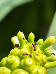 Ant on plant