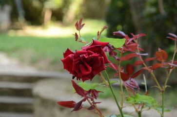 A Single, Solitary Red Rose in a Lush Green Garden: A Symbol of Love, Passion, and Beauty.