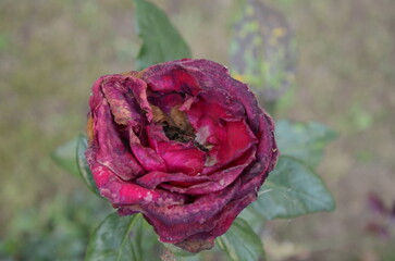 Dying Rose Close-Up: Symbol of Life’s Cycle. Faded Rose Petals: The End of Blooming.
