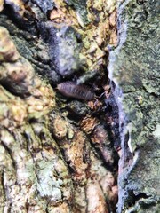 bark of a tree