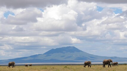 A herd of African elephants on safari in Kenya with snow capped Kilimanjaro mountain in Tanzania in the background under cloudy blue skies, cloudy, Tanzania, Kenya