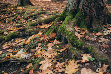 Green moss growing on the roots of a tree trunk in a forest, autumn time. Nature banner. Green and mysterious woodland
