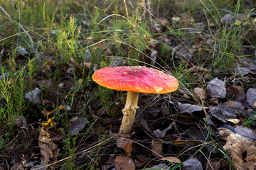 Amanita mushroom in forest. Fly agaric with red cap. Red mushroom amanita toxic, also called panther cap. False blusher amanita mushroom in the forest against background of green vegetation.