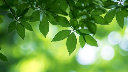 Green Nature Background, Fresh Healthy Green Foliage In The Sunlight, Bokeh With Copy Space..