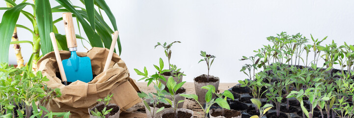 Young green seedlings of tomato in eco friendly pots, transplanting seedlings from plastic...