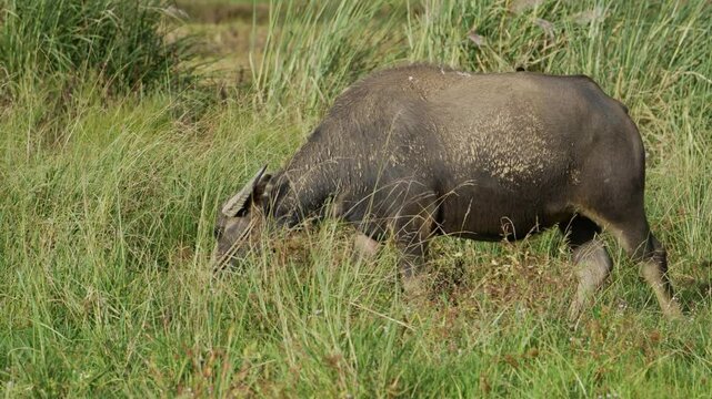 Water buffaloes are grazing in the fields