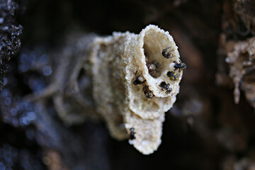 Close up stringless bees (Trigona laeviceps) or Chan Rong harvesting nectar and pollen build a nest in hollow tree 
