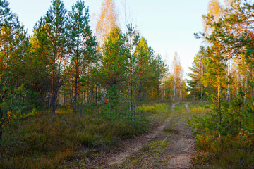 Forest road in autumn season. Dirt road inside the forest through pine trees with yellow foliage. Road inside the forest in wild. Off-road. Autumn forest in golden October. Sunset in wild landscape.