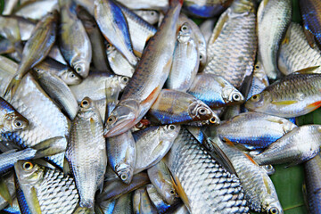 Freshwater fish species in the Market in Luang Prabang, Laos 