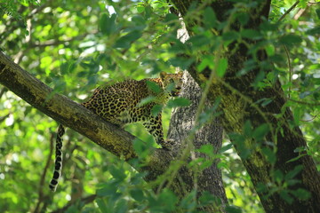 Poses of the leopard resting on a tree in Huai Kha Khaeng Wildlife Sanctuary, Uthai Thani Province, Thailand 