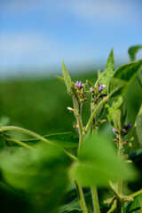 Soybean crop field , in the Buenos Aires Province Countryside, Argentina.