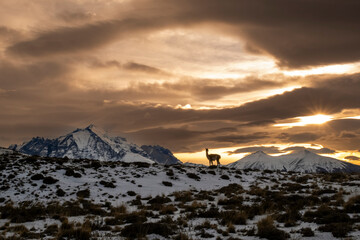 Guanacos grazing,Torres del Paine National Park, Patagonia, Chile.