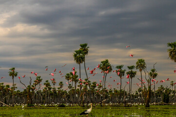 Birds flock landscape in La Estrella Marsh, Formosa province, Argentina.