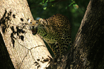 Poses of the leopard resting on a tree in Huai Kha Khaeng Wildlife Sanctuary, Uthai Thani Province, Thailand