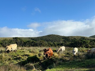 cows on pico island